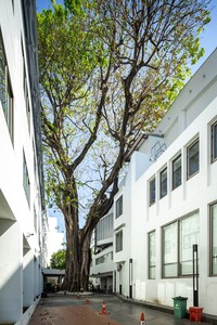 Council Tree