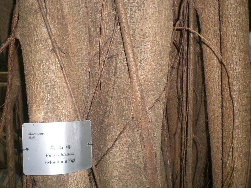 Council Tree photo 6