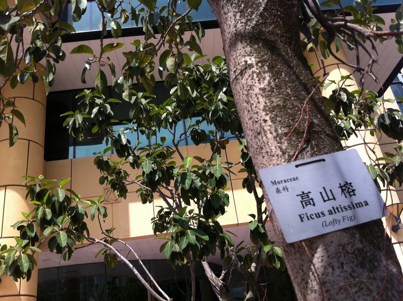 Council Tree photo 8
