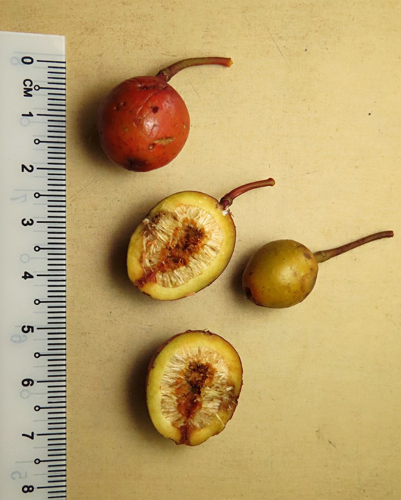 Ficus alutacea