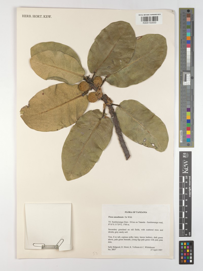Ficus amadiensis photo 2