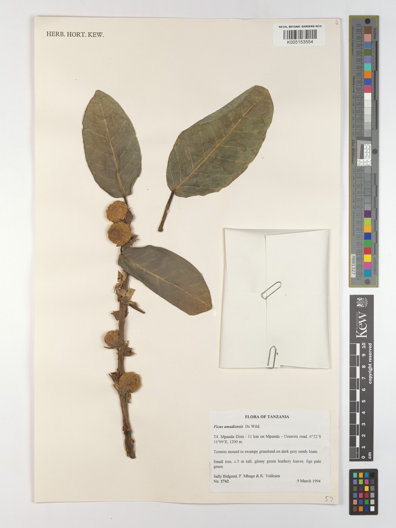Ficus amadiensis photo 4