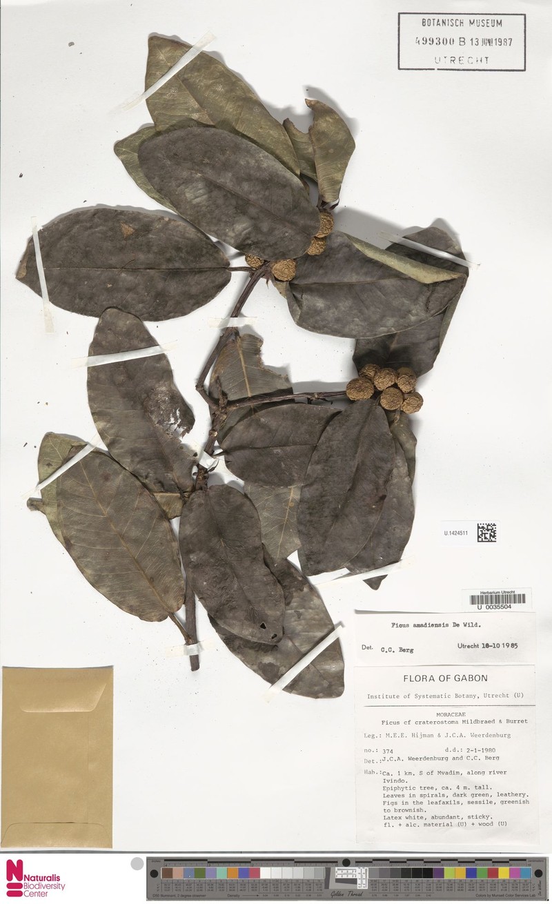 Ficus amadiensis photo 5