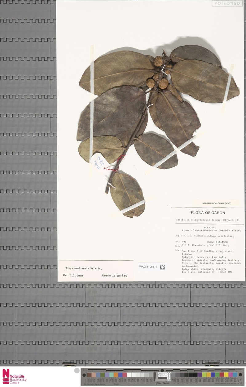 Ficus amadiensis photo 6