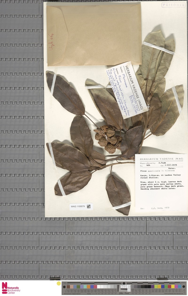 Ficus amadiensis photo 7