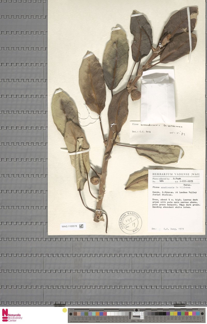 Ficus amadiensis photo 8
