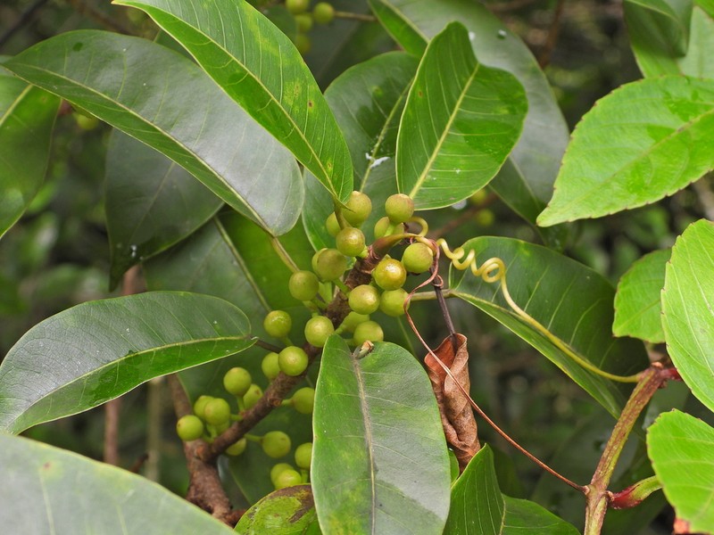Ficus amazonica photo 2