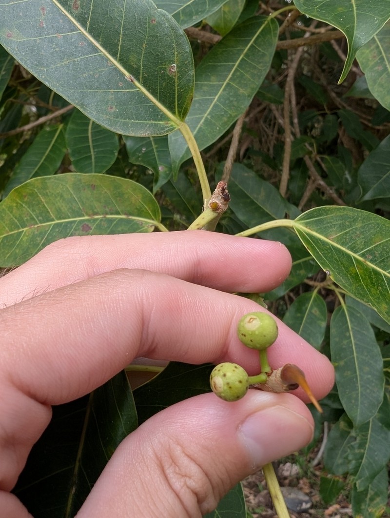 Ficus amazonica photo 3
