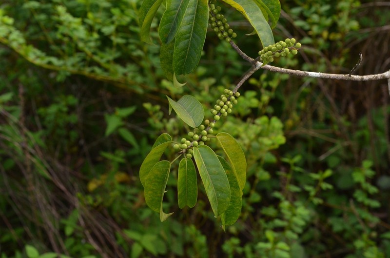 Ficus amazonica photo 4