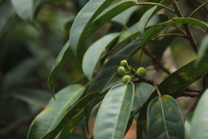Ficus amazonica photo 5