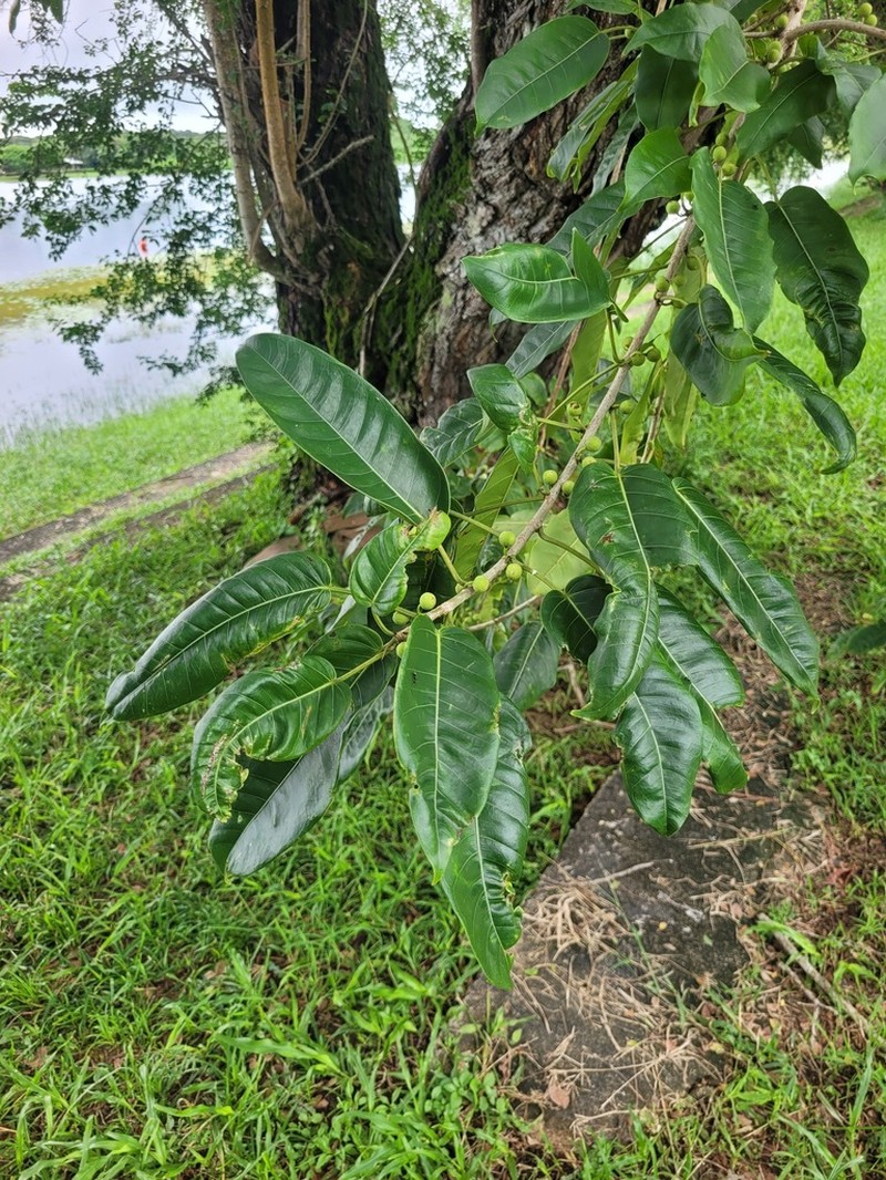 Ficus amazonica photo 6