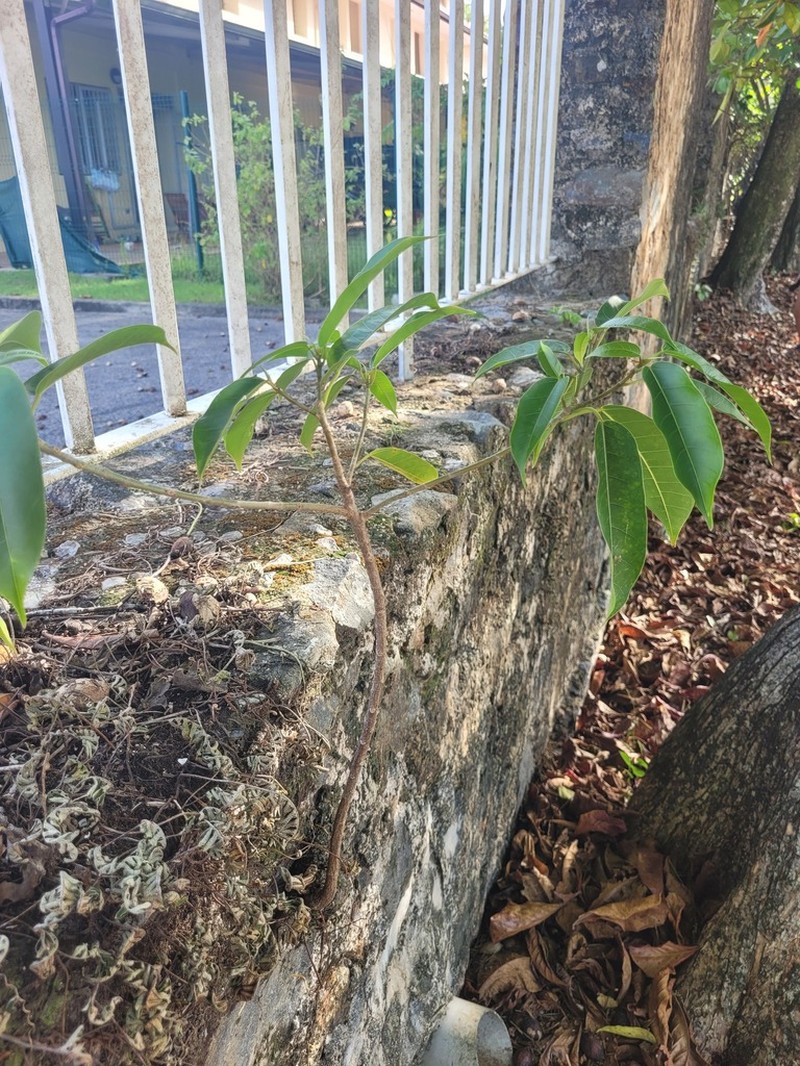 Ficus amazonica photo 7