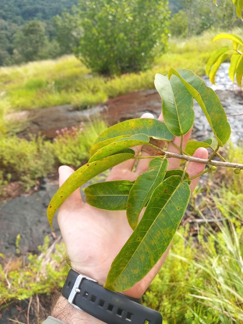 Ficus amazonica photo 8