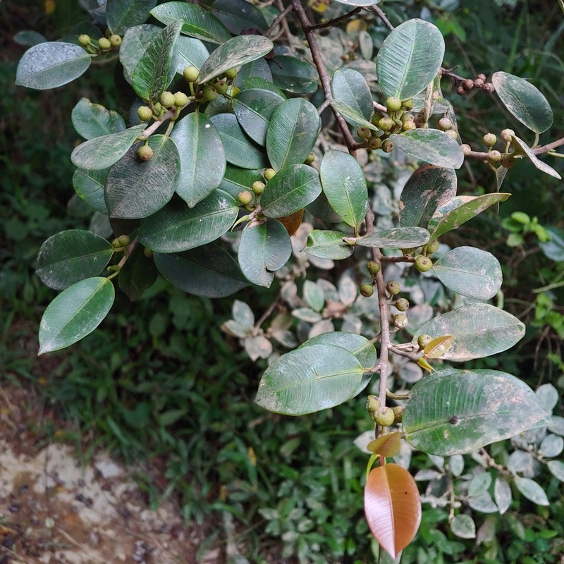 Jamaican Cherry Fig