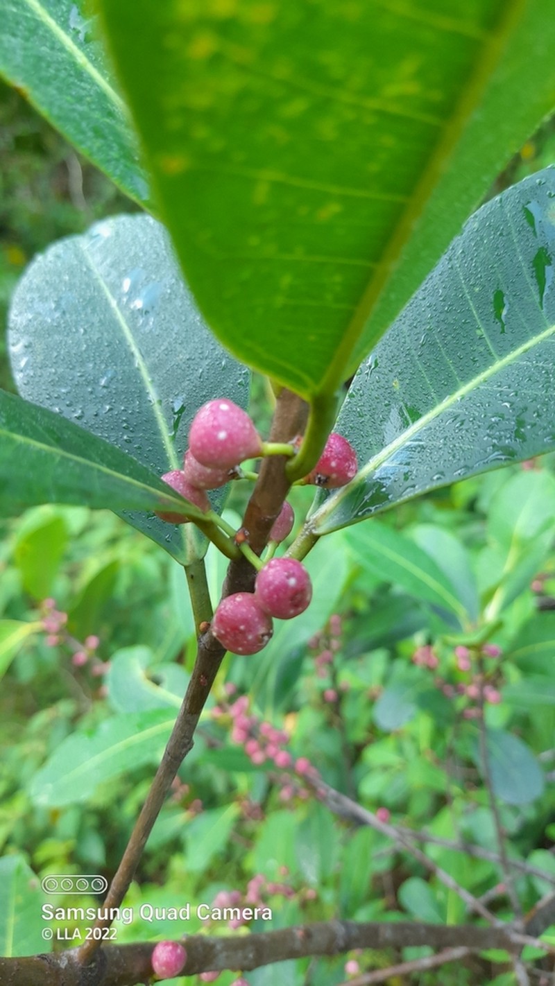 Jamaican Cherry Fig photo 2