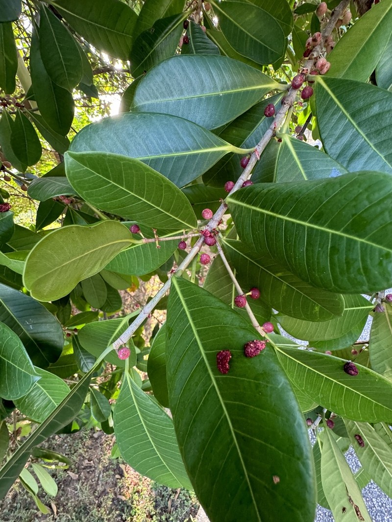 Jamaican Cherry Fig photo 3