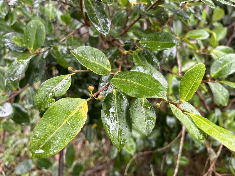 Jamaican Cherry Fig photo 4