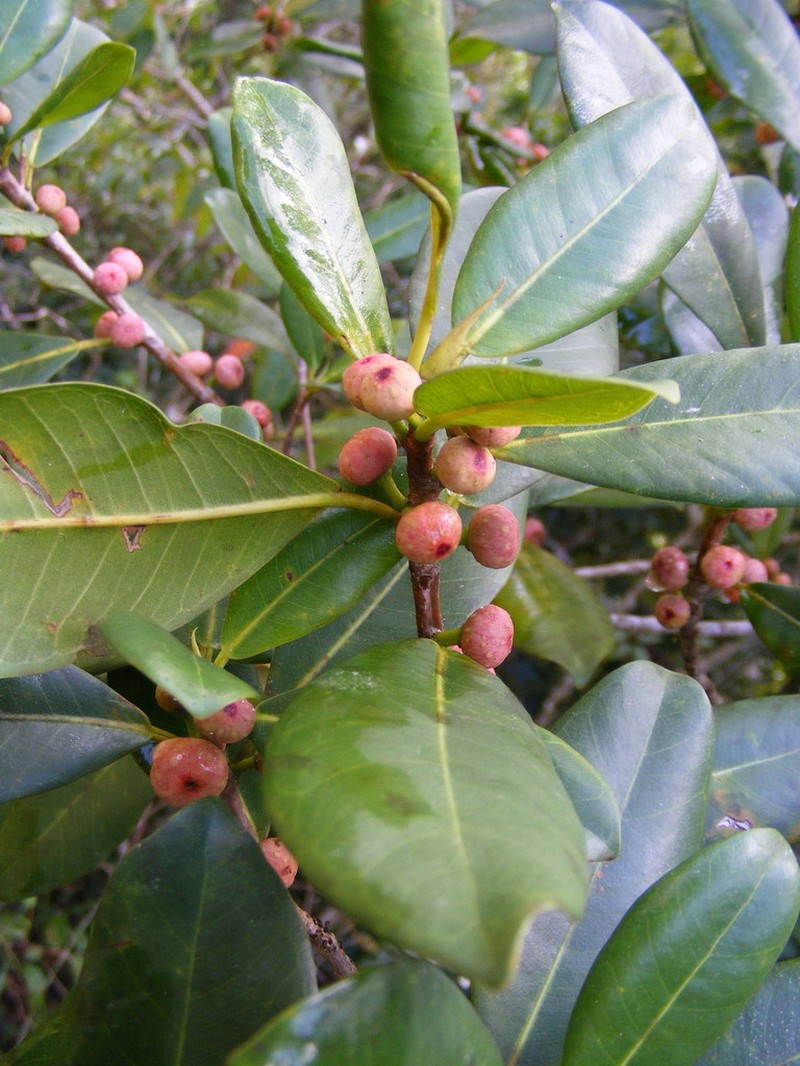 Jamaican Cherry Fig photo 5