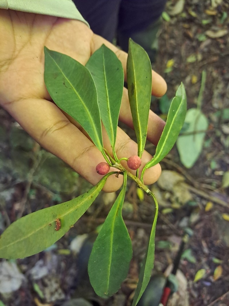 Jamaican Cherry Fig photo 6