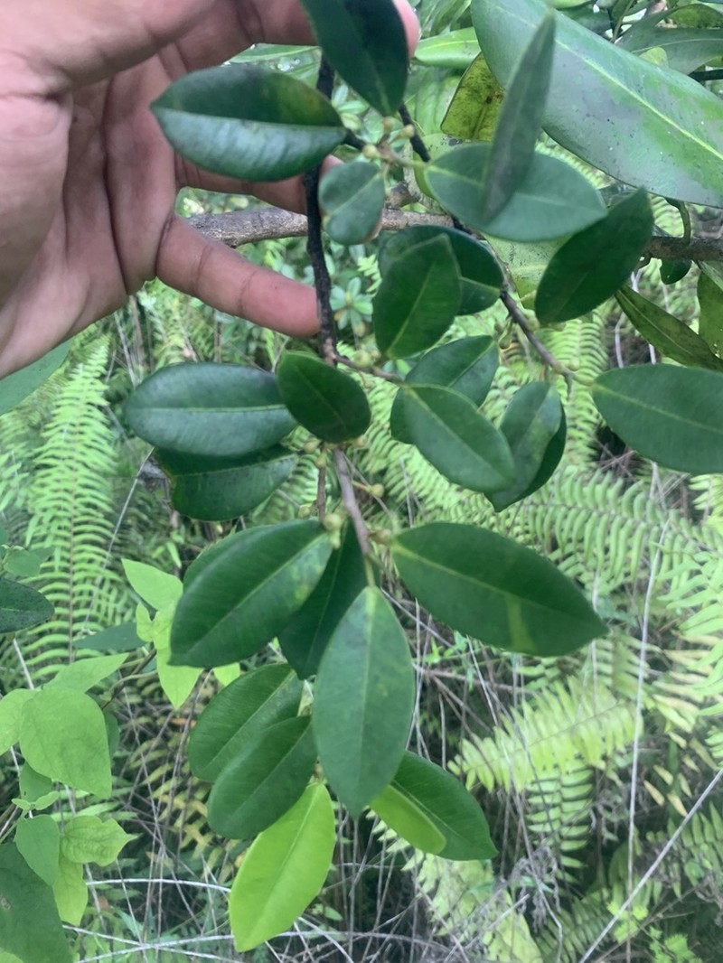 Jamaican Cherry Fig photo 7