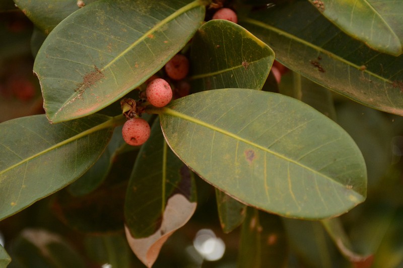 Jamaican Cherry Fig photo 8