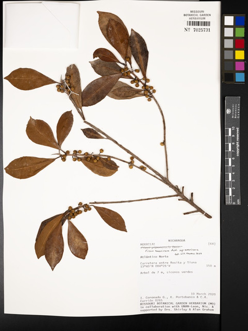 Ficus americana subsp. americana