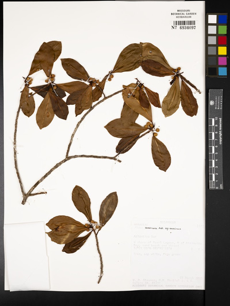 Ficus americana subsp. americana photo 2