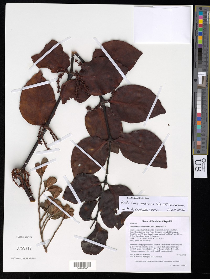 Ficus americana subsp. americana photo 3