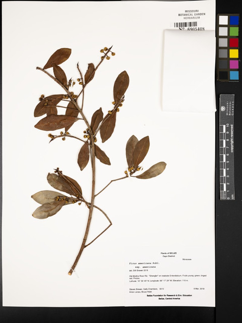 Ficus americana subsp. americana photo 4