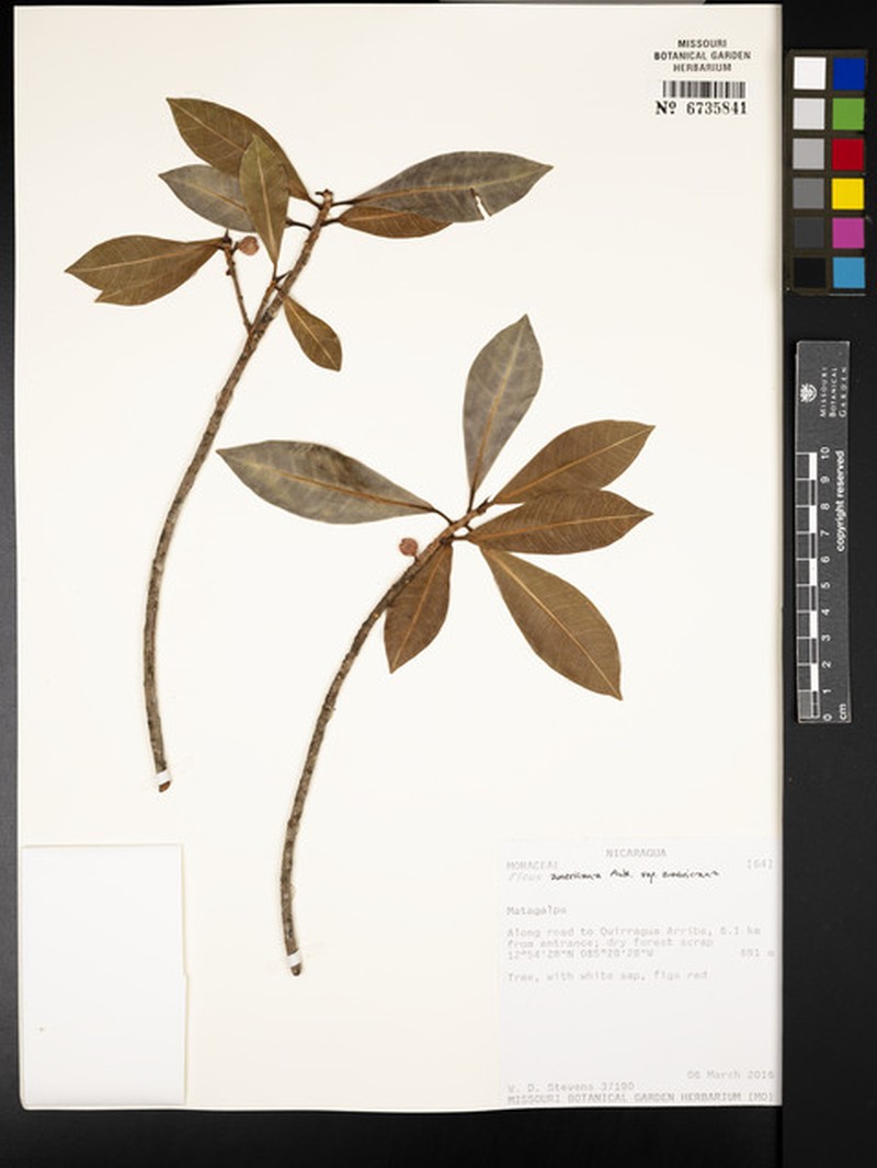 Ficus americana subsp. americana photo 5