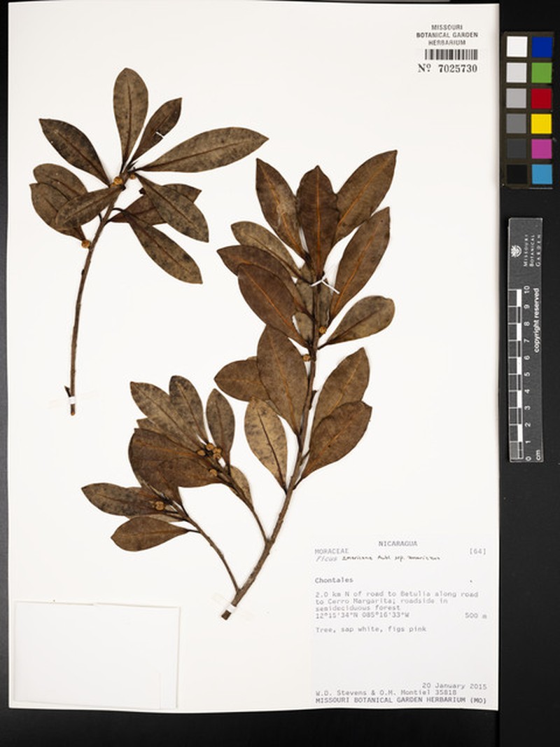 Ficus americana subsp. americana photo 6