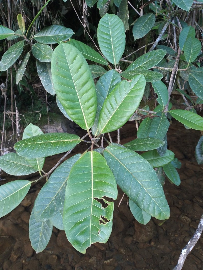 Ficus americana subsp. andicola