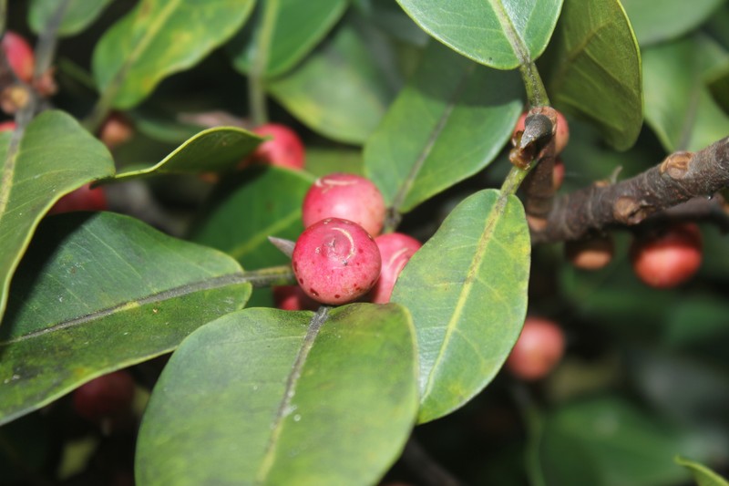 Ficus americana subsp. andicola photo 2