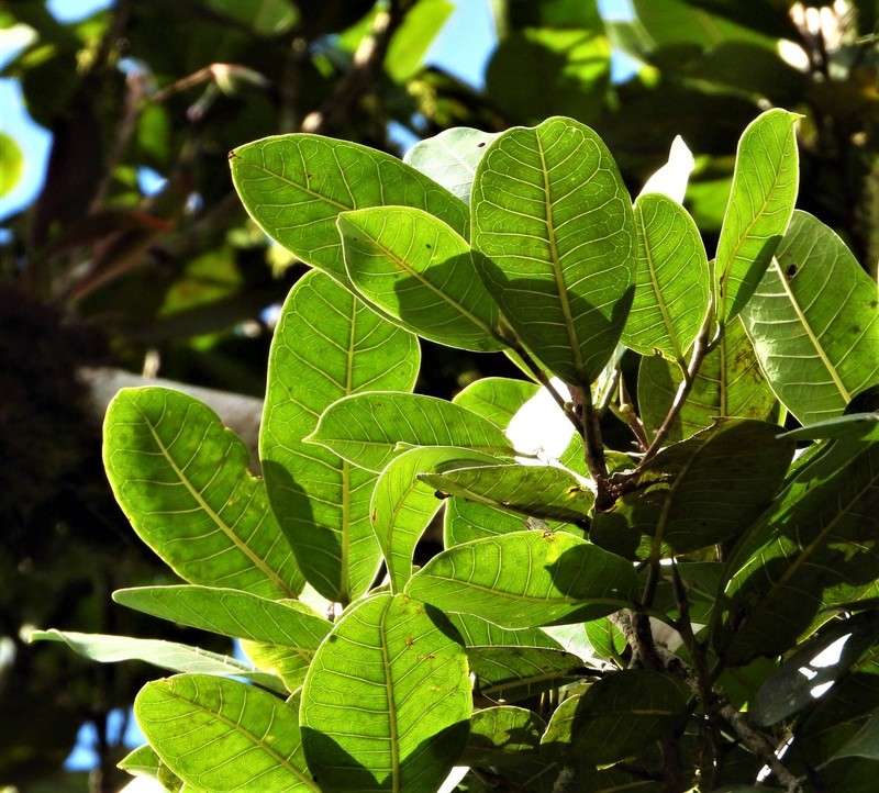 Ficus americana subsp. andicola photo 3