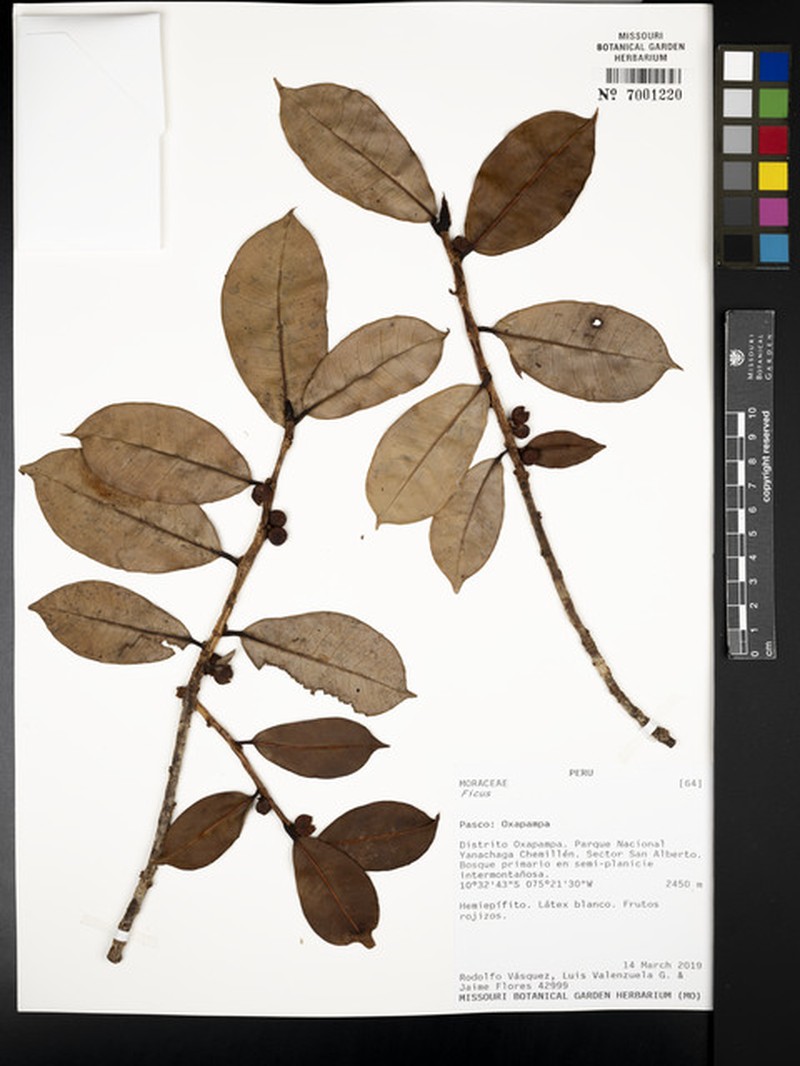 Ficus americana subsp. andicola photo 4