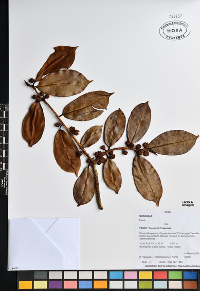 Ficus americana subsp. andicola photo 5