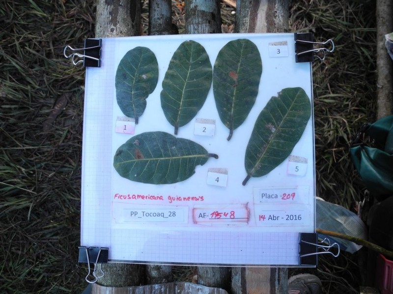 Ficus americana subsp. andicola photo 6