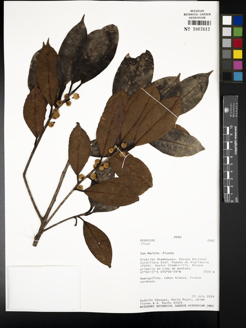 Ficus americana subsp. greiffiana