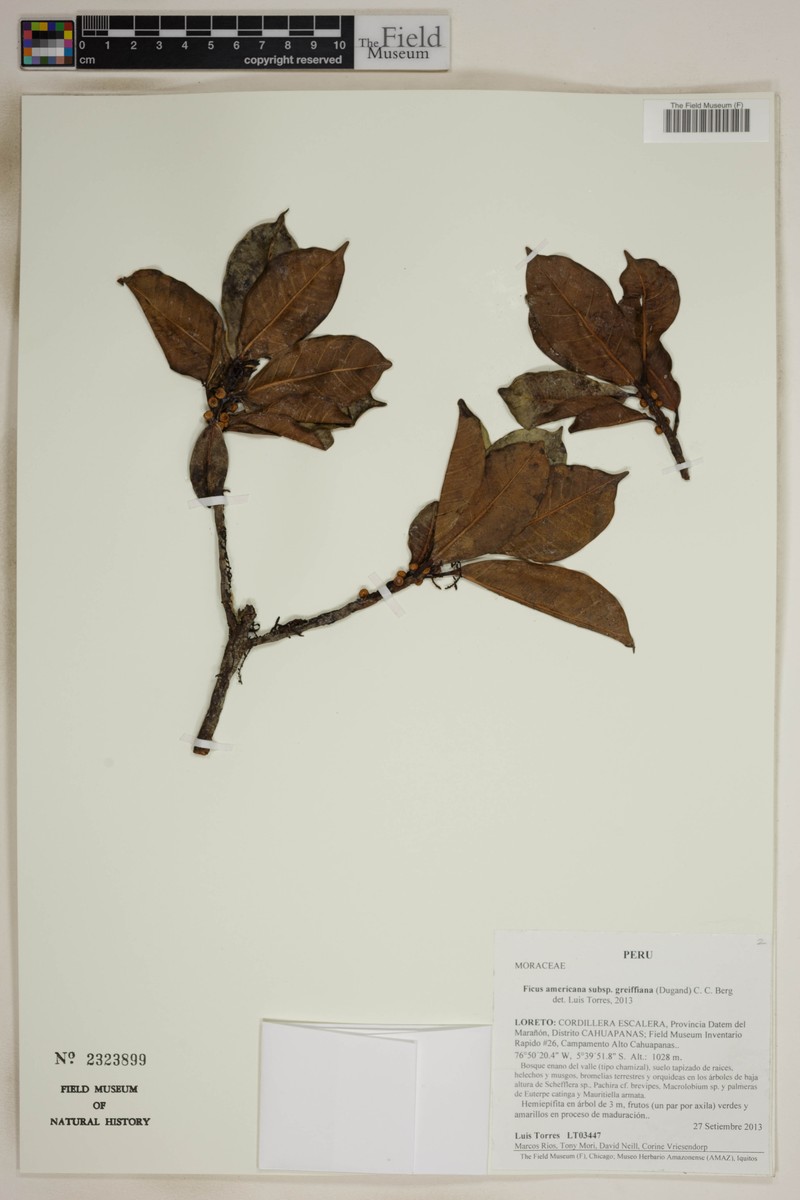 Ficus americana subsp. greiffiana photo 2