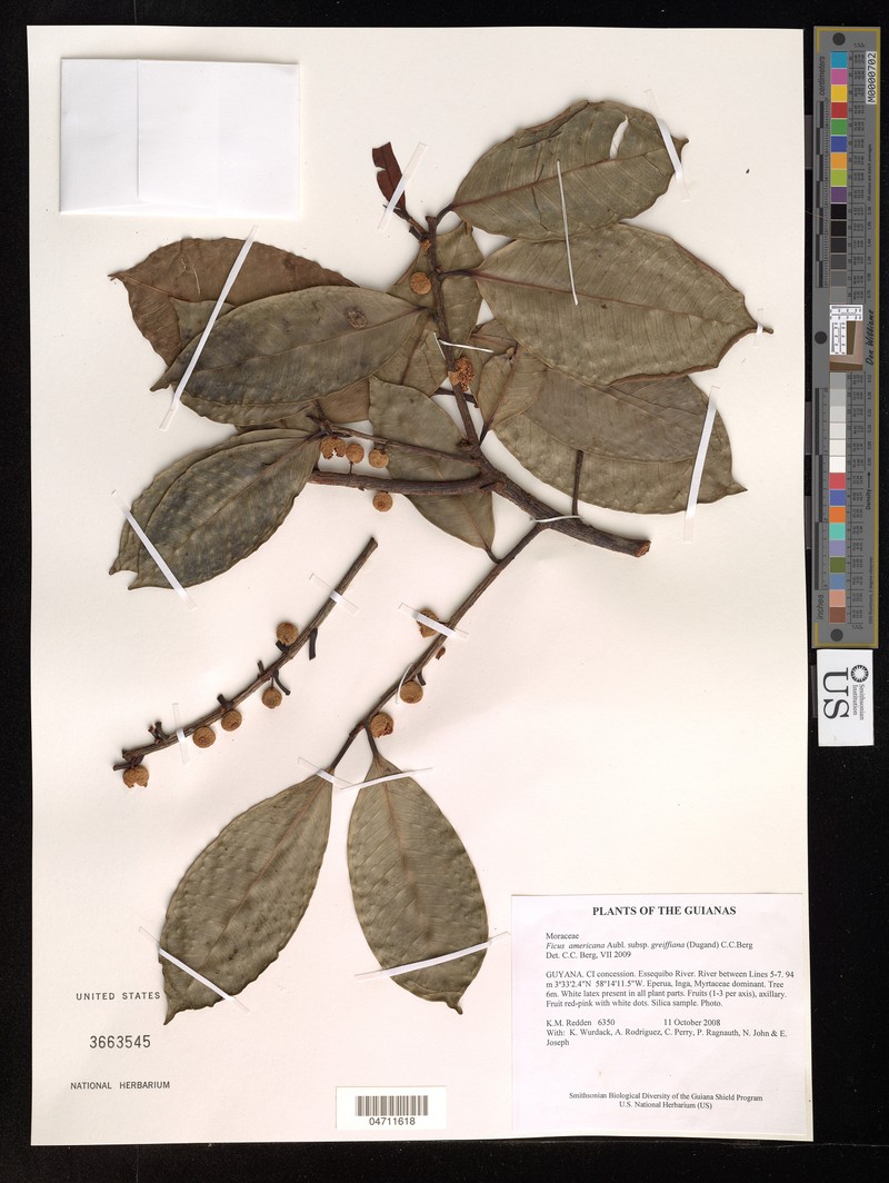 Ficus americana subsp. greiffiana photo 3