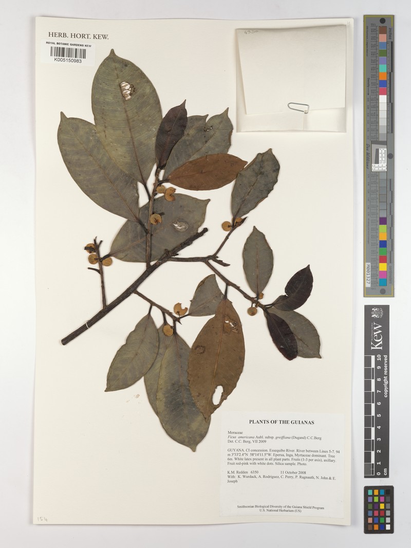 Ficus americana subsp. greiffiana photo 4