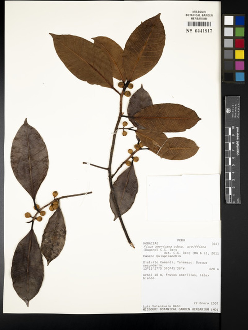 Ficus americana subsp. greiffiana photo 5