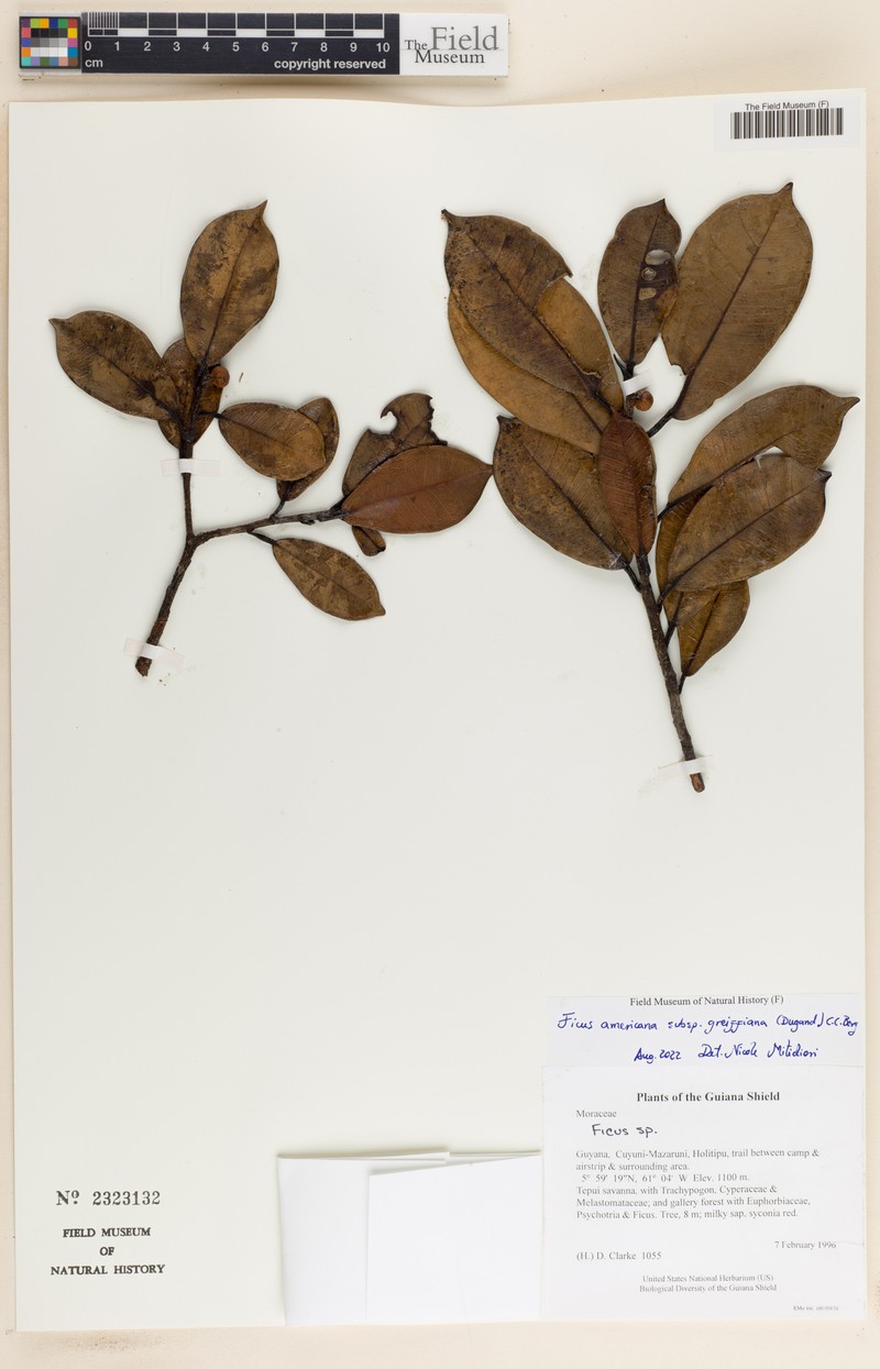 Ficus americana subsp. greiffiana photo 6