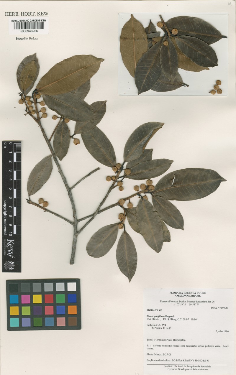 Ficus americana subsp. greiffiana photo 7