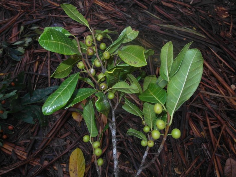 Ficus ampana