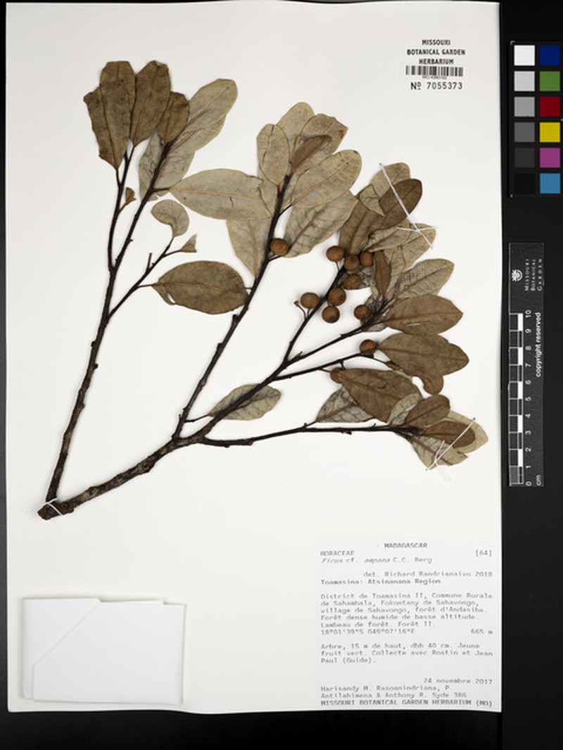 Ficus ampana photo 2