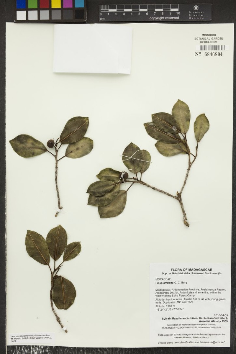 Ficus ampana photo 3