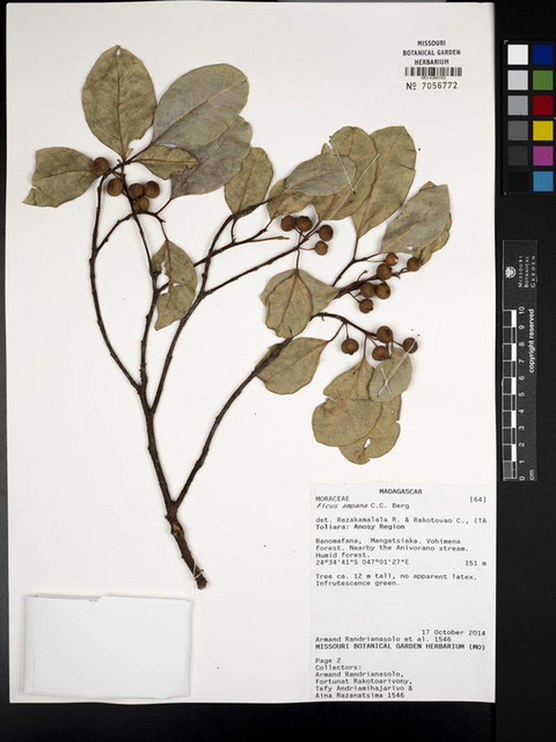 Ficus ampana photo 4