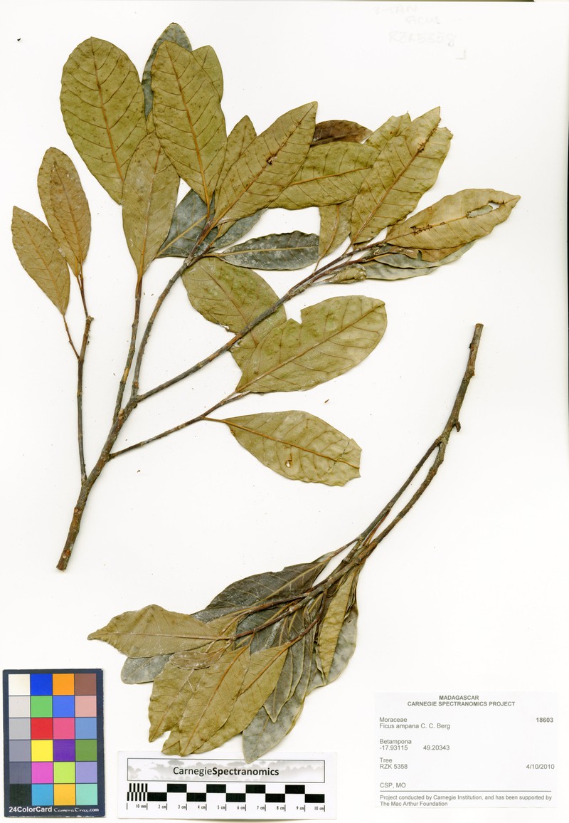 Ficus ampana photo 5