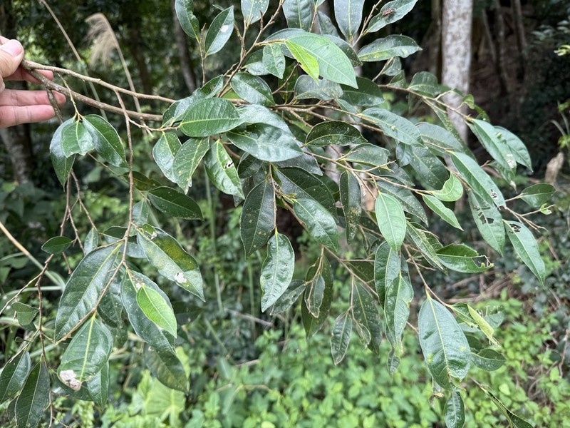 Ficus ampelos
